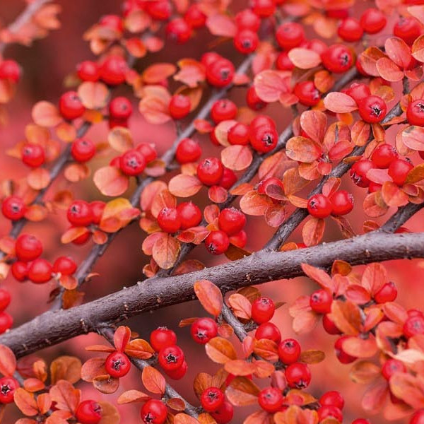 Cotoneaster2