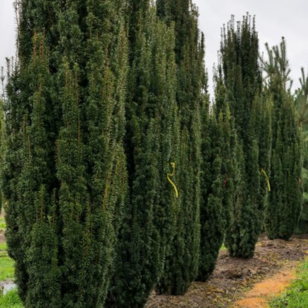 Taxus baccata​