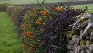 Berberis Hedging Ireland: A Practical Guide to Security and Seasonal Colour
