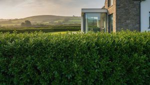 Cherry Laurel Hedging Cavan: The Complete Guide to Ireland’s Best Privacy Screen