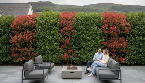 Fast Growing Hedges Ireland: Top 7 Species for Quick Privacy in 2026