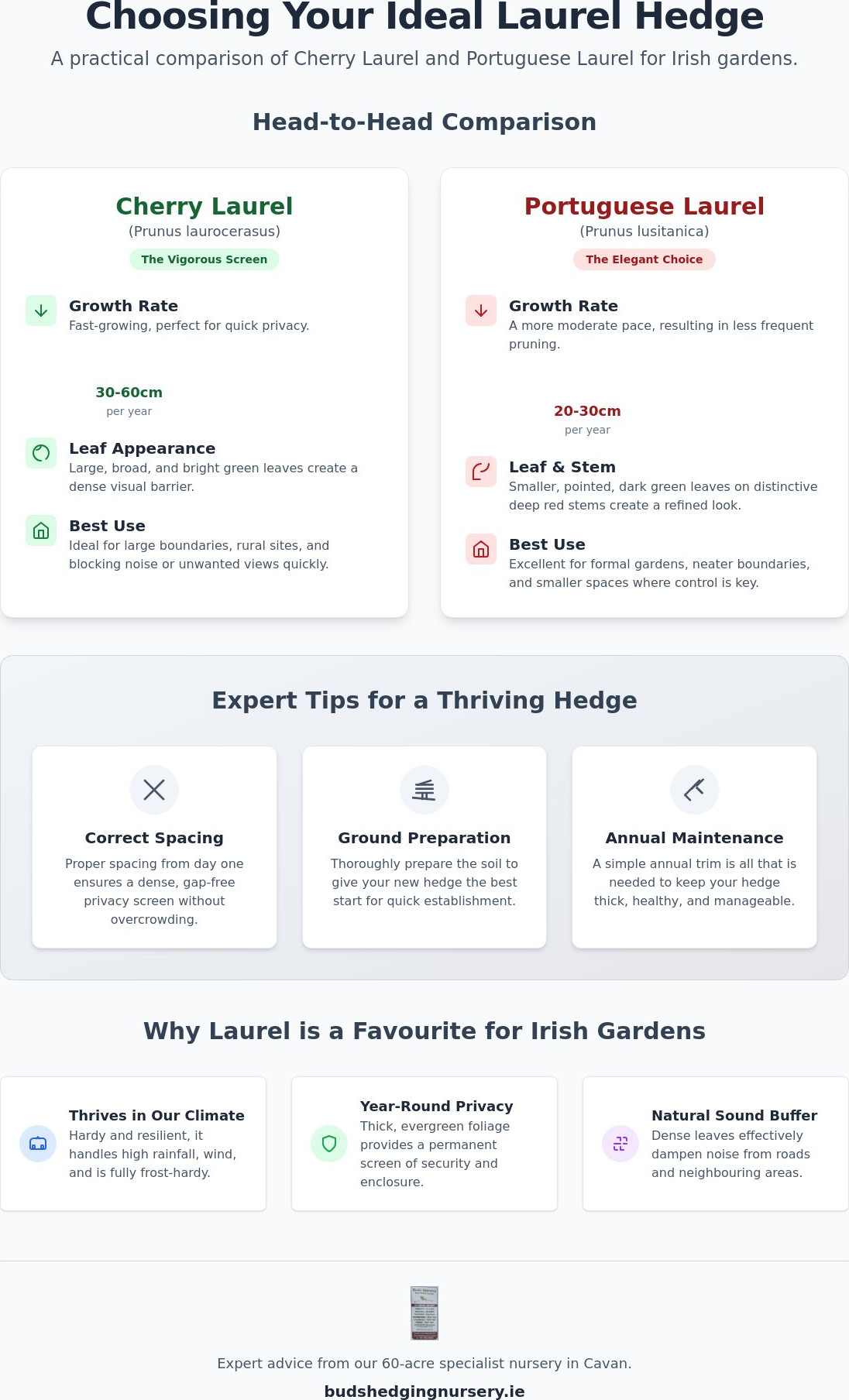 Laurel Hedge Ireland: A Practical Comparison of Cherry vs Portuguese Laurel