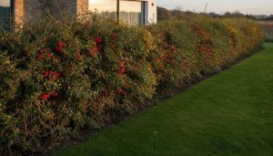 Security Hedging Plants with Thorns: A Complete Selection and Planting Checklist