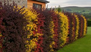 Berberis Hedging Ireland: A Practical Guide to Security and Seasonal Colour