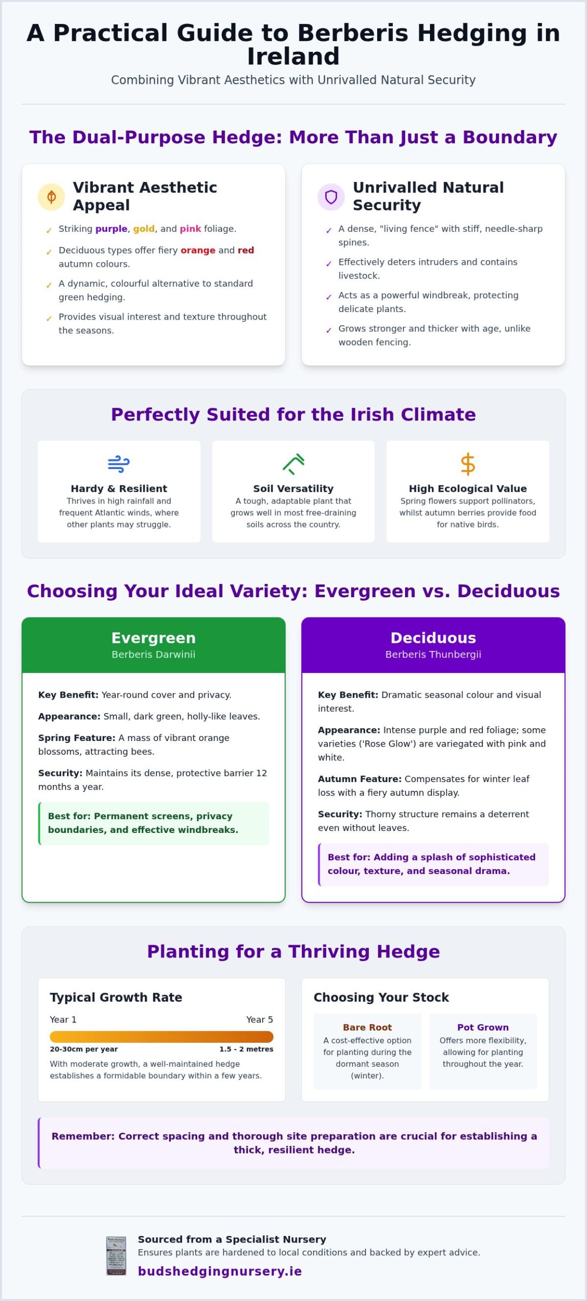 Berberis Hedging Ireland: A Practical Guide to Security and Seasonal Colour