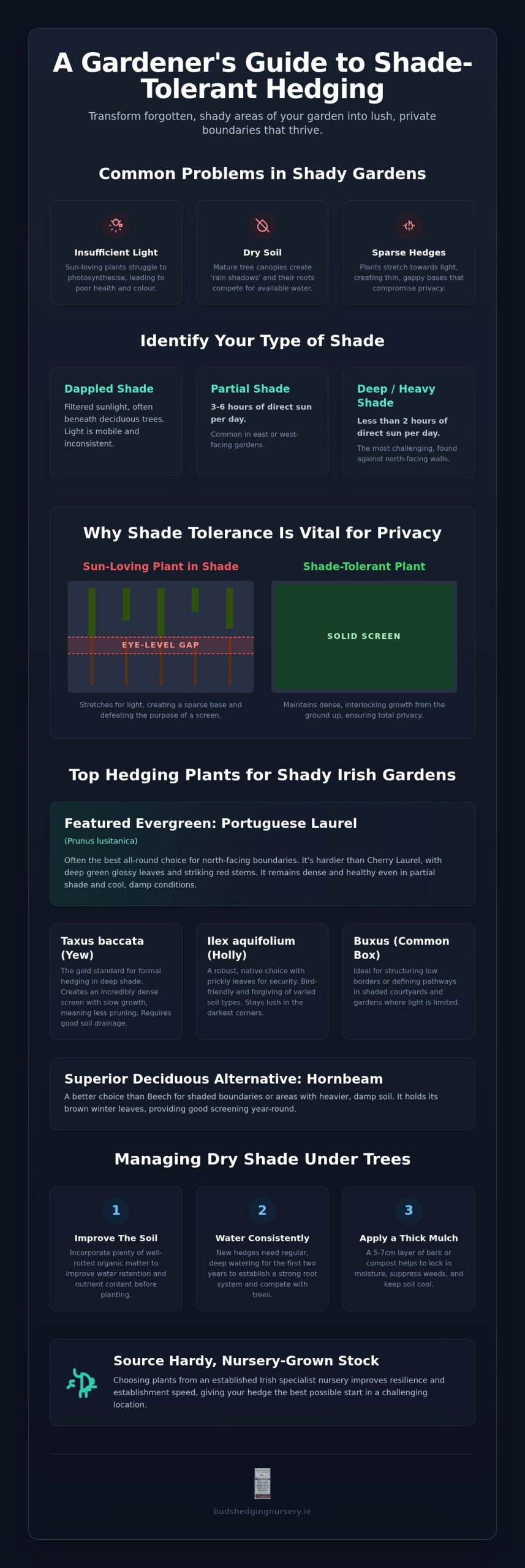 Shade Tolerant Hedging Plants: The Best Varieties for Irish Gardens in 2026