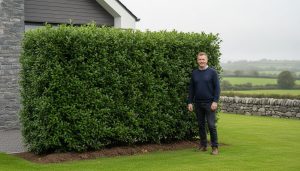 Best Hedging for Clay Soil in Ireland: 2026 Practical Guide
