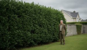 Fast-Growing Laurel Hedge Ireland: The 2026 Ultimate Guide
