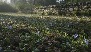 Low Maintenance Ground Cover Ireland: The 2026 Practical Guide