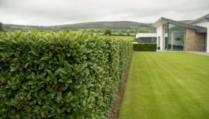Portuguese Laurel in Cavan: 2026 Irish Hedging Guide