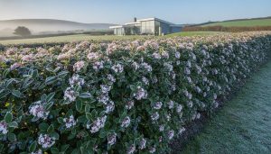 Viburnum Tinus Hedging Ireland: The Complete 2026 Guide to Winter-Flowering Hedges