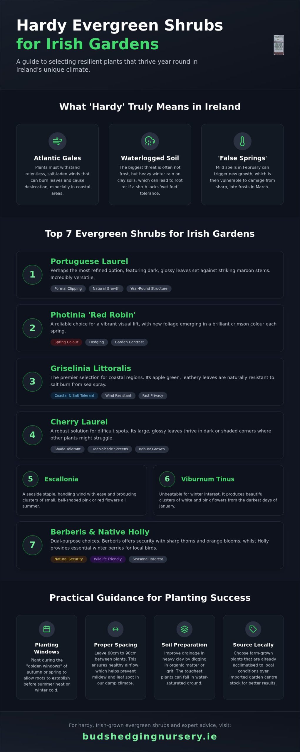 Top 7 Hardy Evergreen Shrubs for Ireland