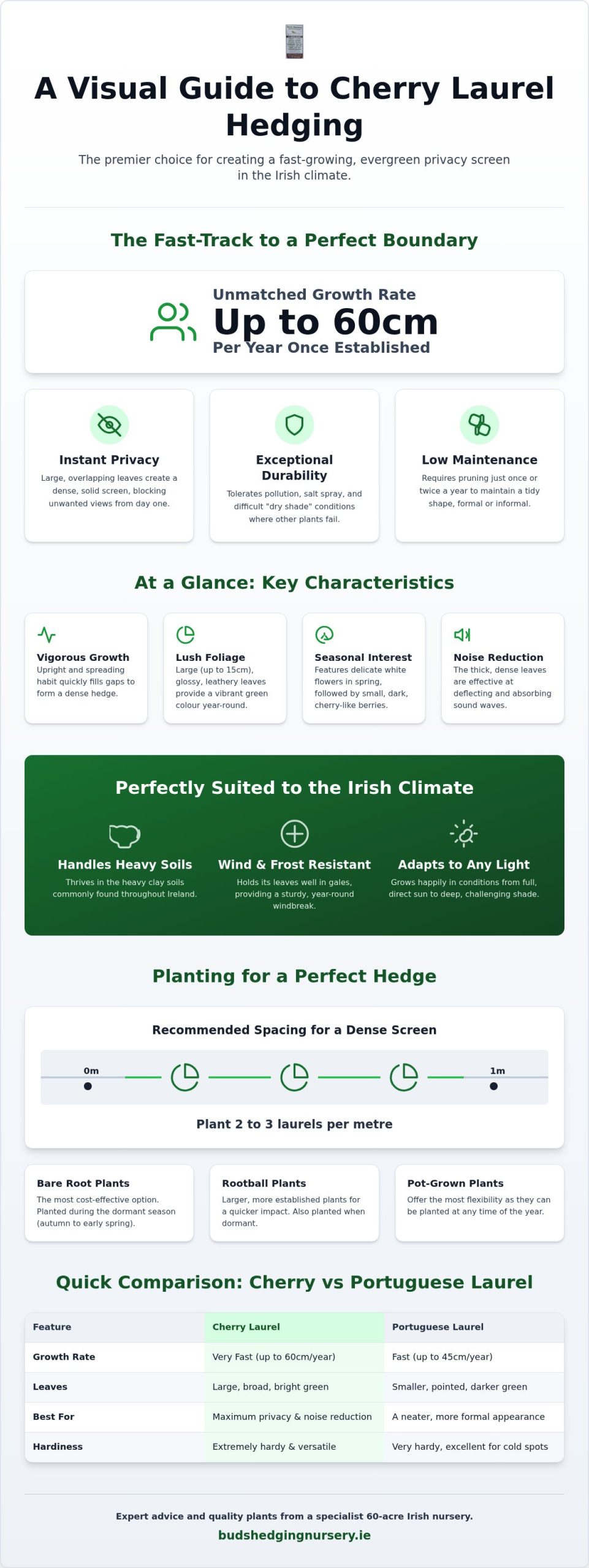 Cherry Laurel Hedging in Cavan: The Ultimate 2026 Privacy Guide