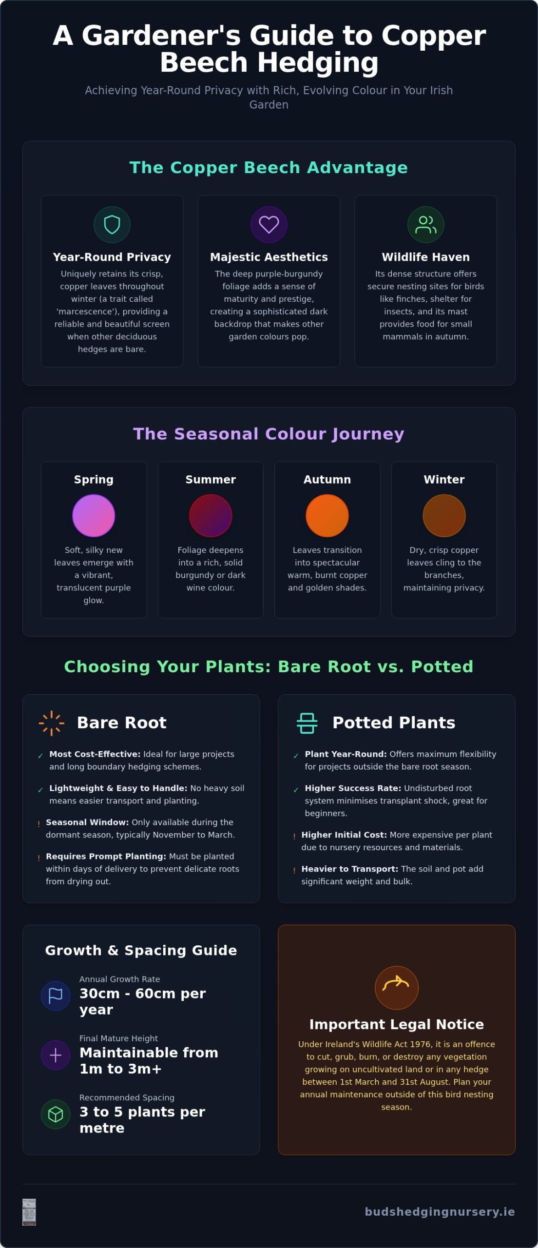 Copper Beech Hedging Plants: The Ultimate 2026 Guide to Planting and Care in Ireland