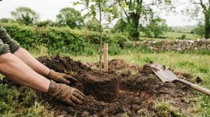 Best Soil for Planting Trees: How to Prepare the Ground
