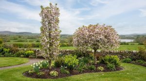 Cherry tree varieties for Irish gardens, from blossom to growth