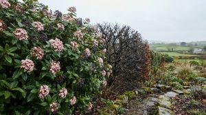 Hedging that flowers in winter: evergreen or deciduous