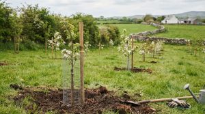 How to plant a small orchard in Ireland with suitable trees