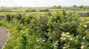 Native Hedge Mix Ireland: How to Plan a Hedge for Wildlife and the Garden