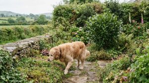Non-toxic hedging for dogs: what pet-safe labels mean