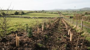 Planting a Mixed Native Hedgerow for Wildlife in Ireland