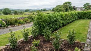 Portuguese Laurel Hedging: Growth Rate and What to Expect in 2026