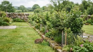 Rabbit proof hedging plants for gardens without fences