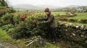 When to Prune Hedges in Ireland: A Practical 2026 Guide